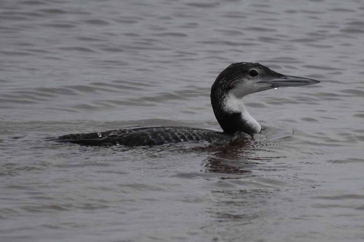 Common Loon - ML621679804