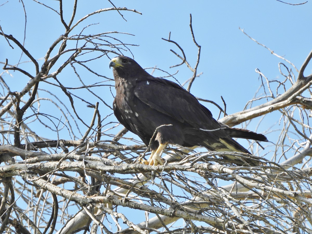 Zone-tailed Hawk - ML621679824