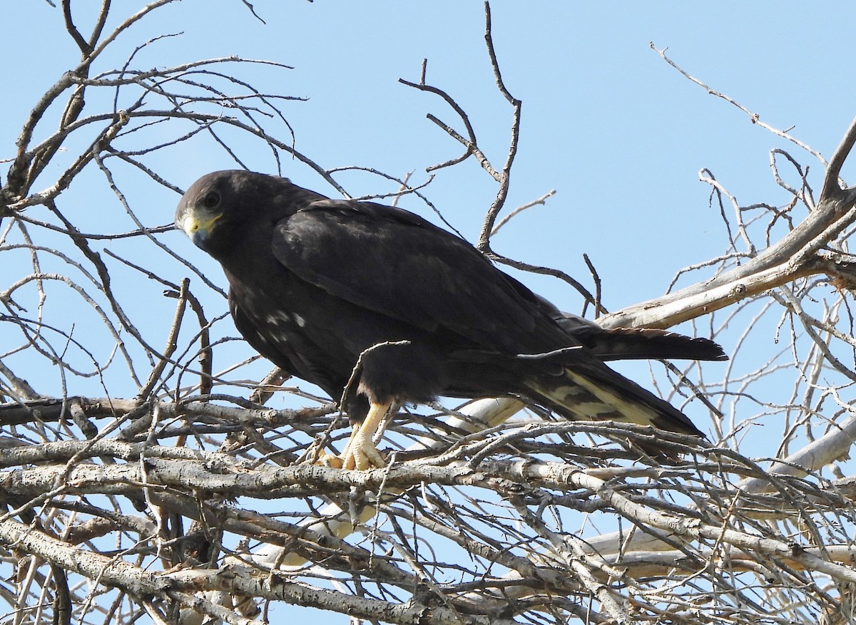 Zone-tailed Hawk - Steve Hosmer