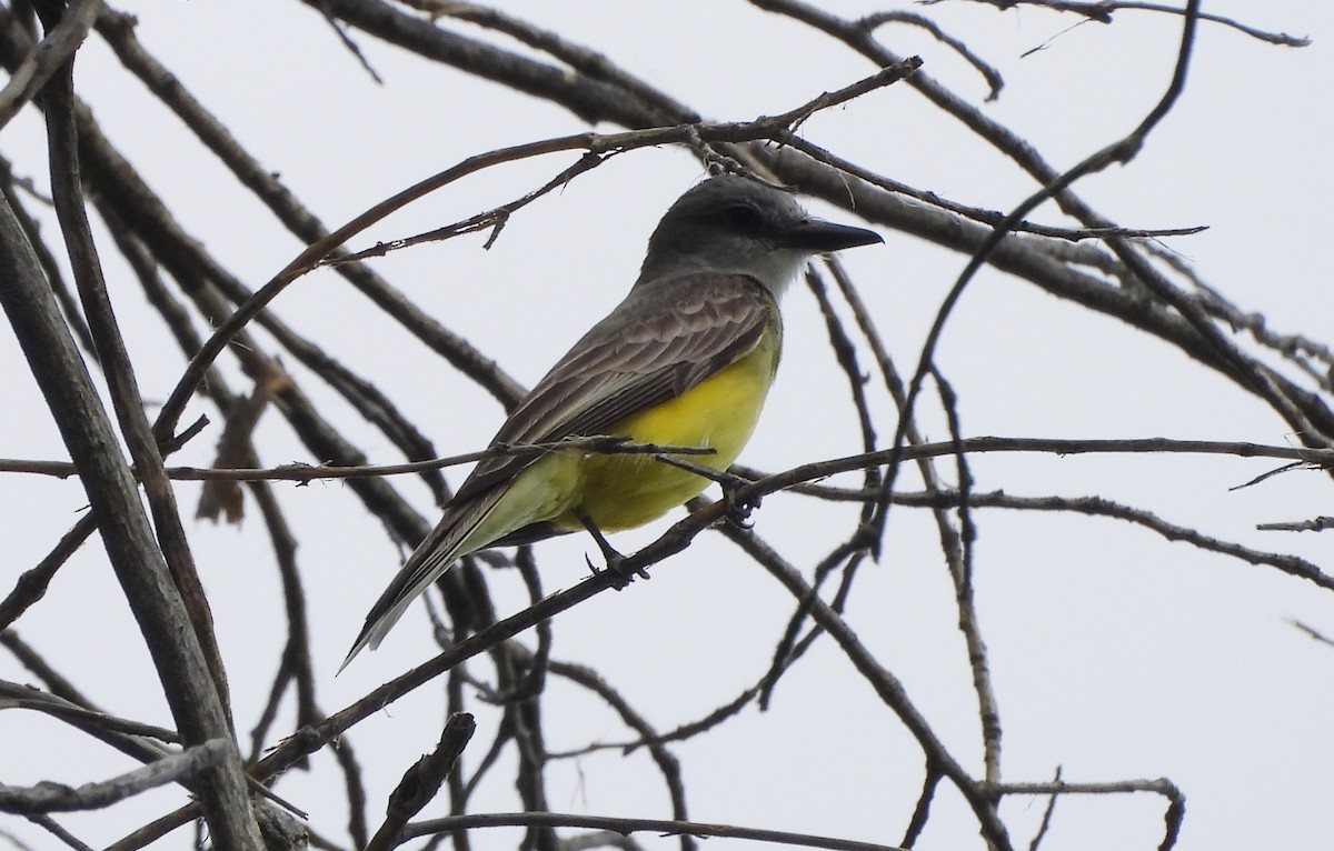 Tropical Kingbird - ML621679871