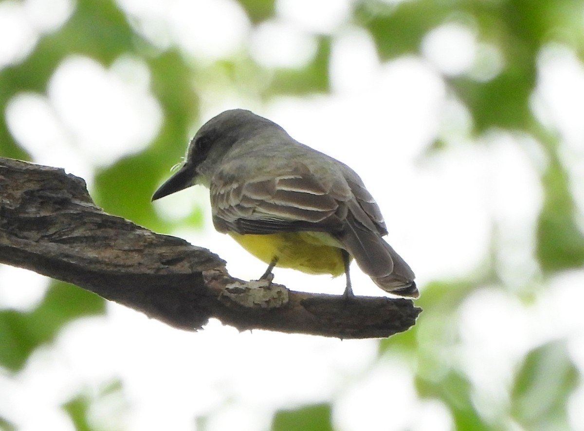 Tropical Kingbird - ML621679884