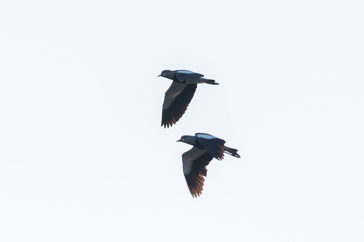 Southern Lapwing (chilensis/fretensis) - ML621679890