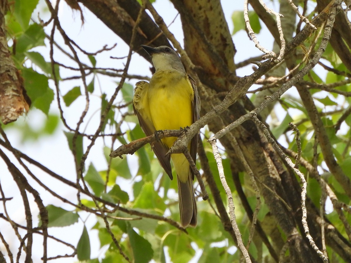 Tropical Kingbird - ML621679896