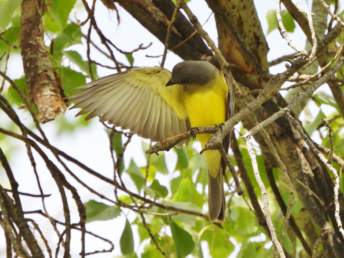 Tropical Kingbird - ML621679897