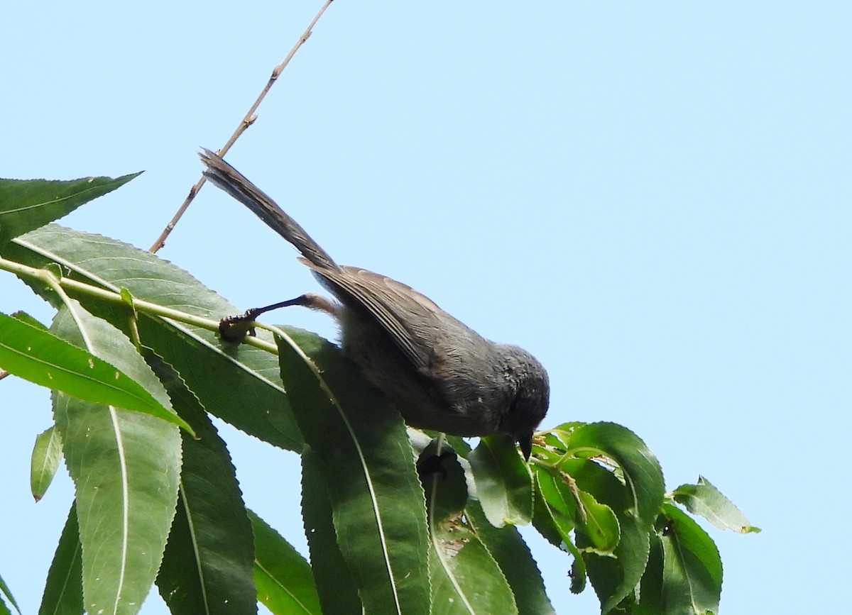 Bushtit - ML621679922