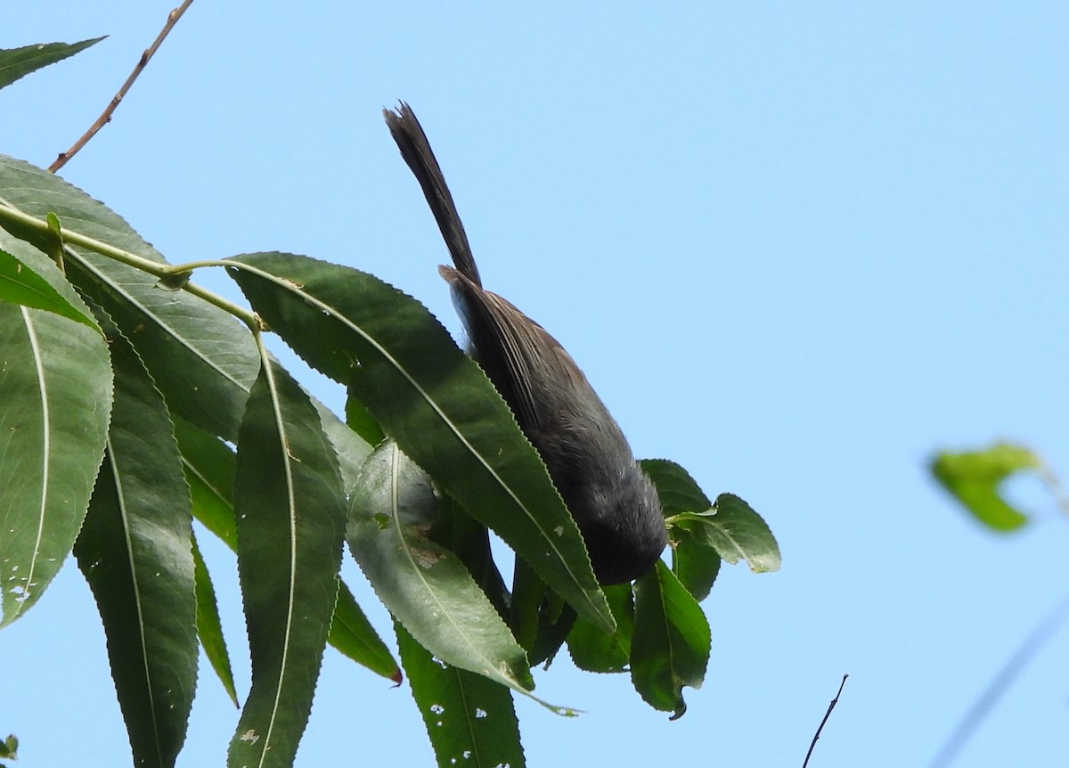 Bushtit - ML621679929