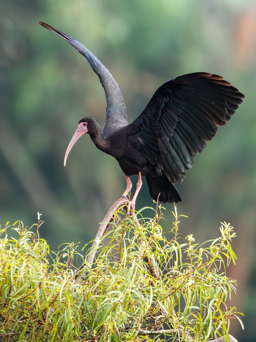 Bare-faced Ibis - ML621679943