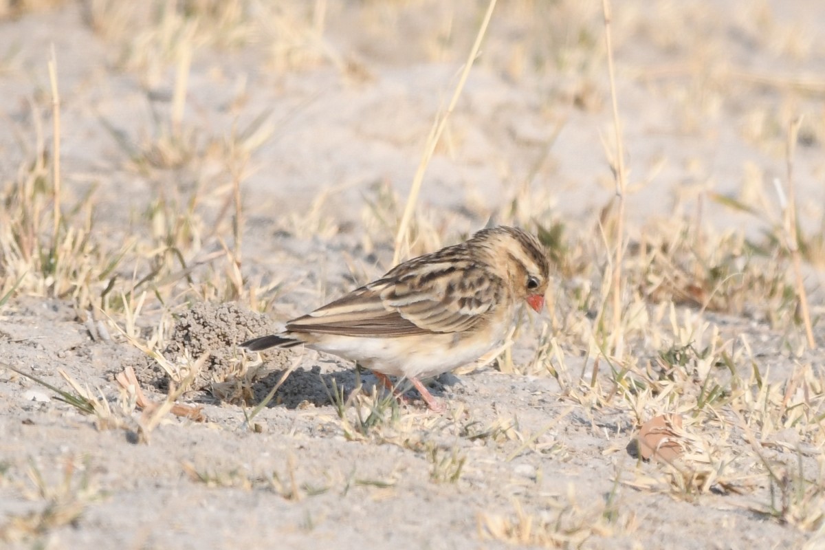 Shaft-tailed Whydah - ML621679968