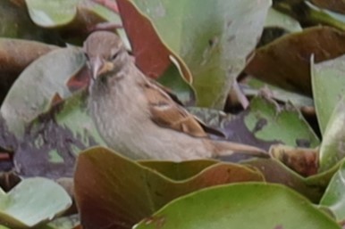 Swamp Sparrow - ML621679995