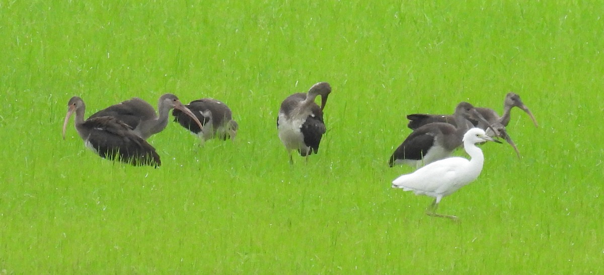 White Ibis - ML621680071