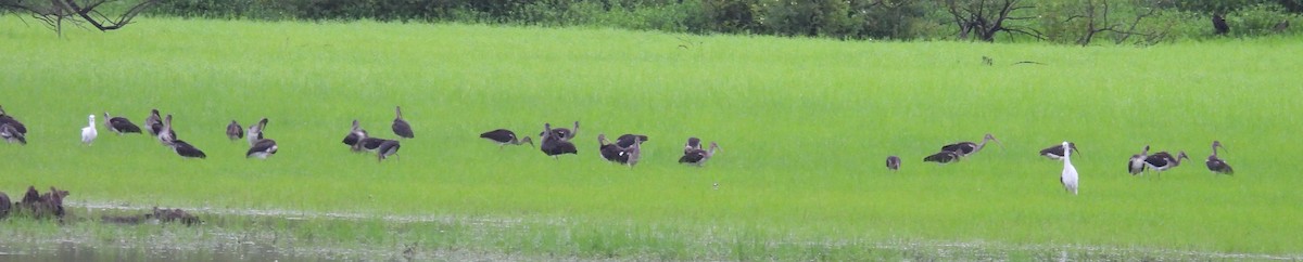 White Ibis - ML621680072