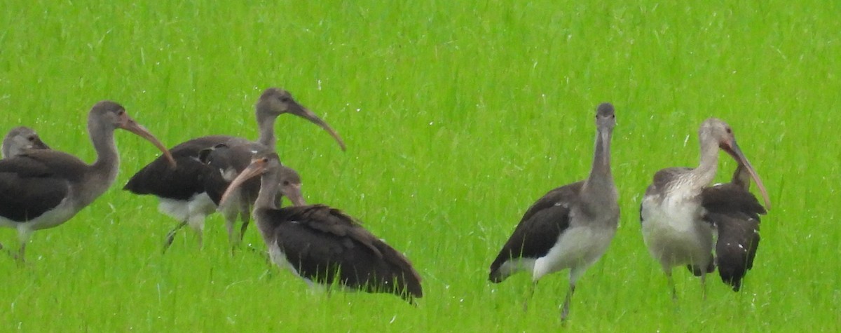 White Ibis - ML621680073
