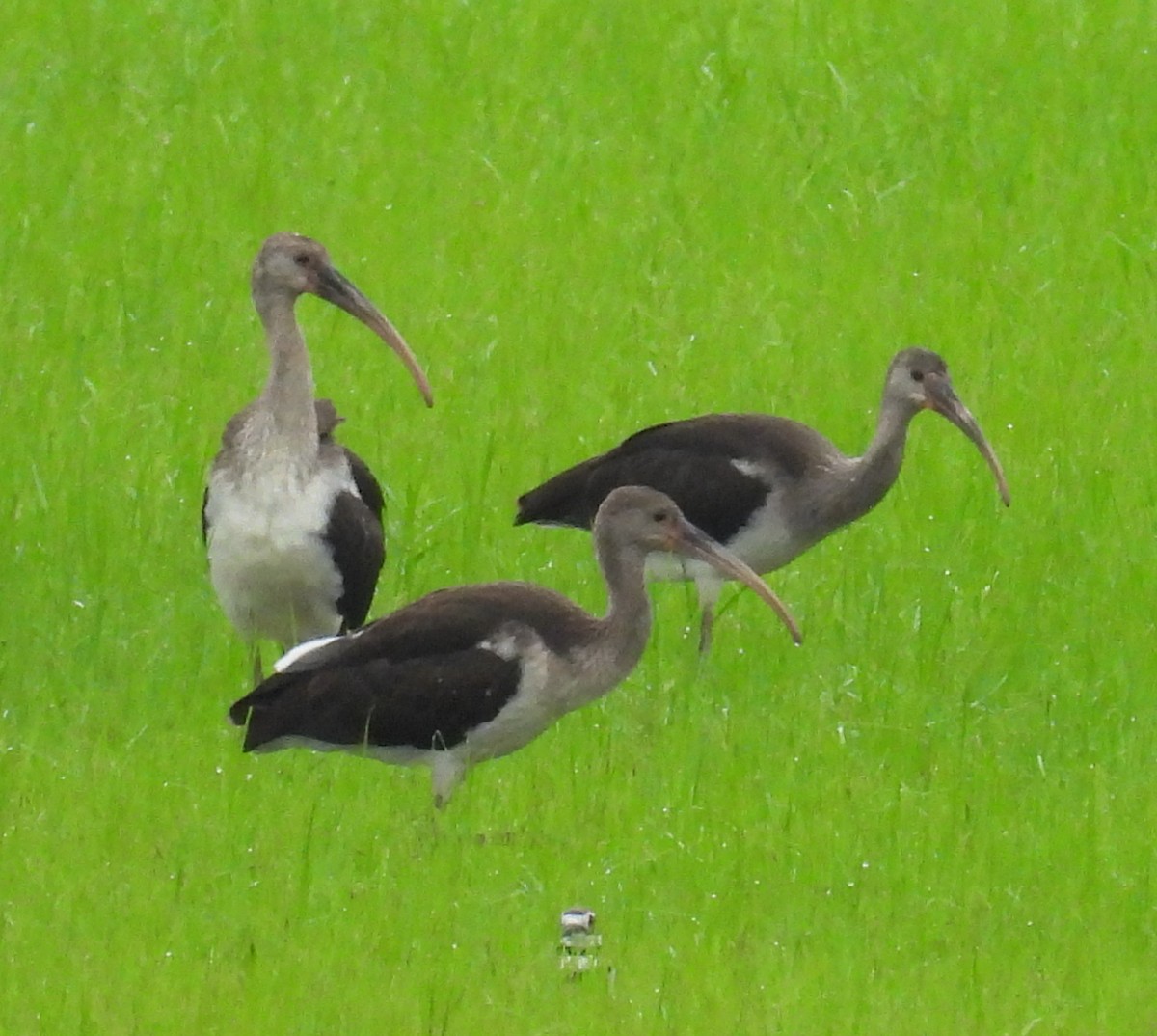 White Ibis - ML621680074