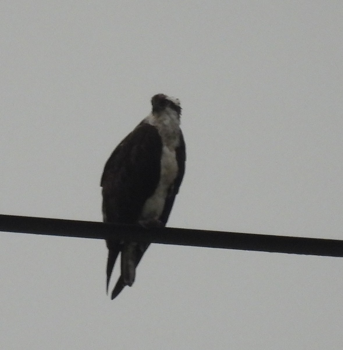Osprey - ML621680093