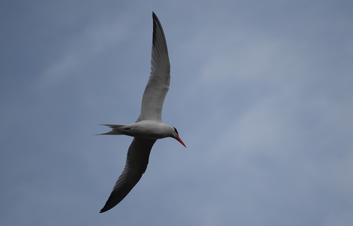 Royal Tern - ML621680123