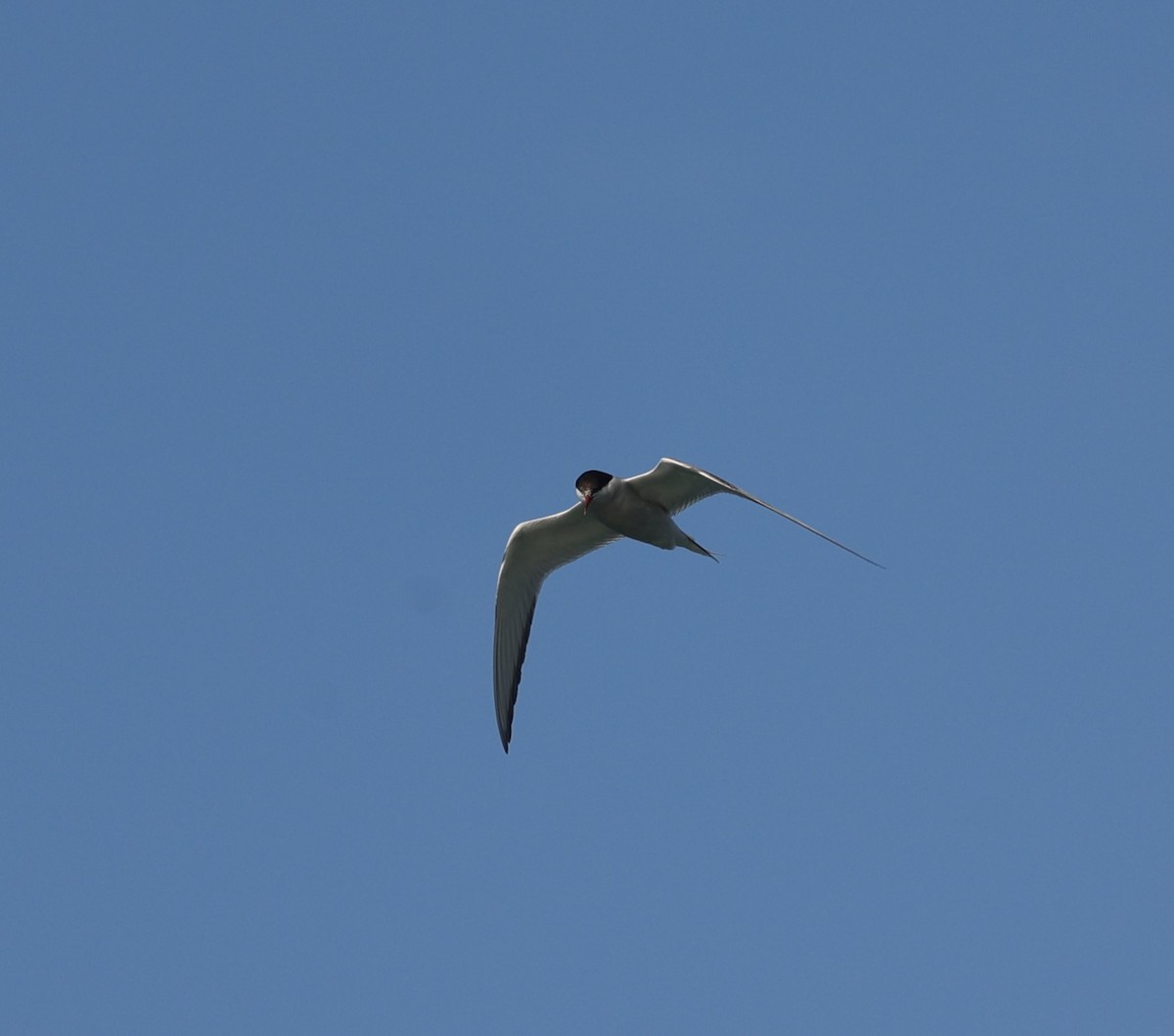 Arctic Tern - ML621680218