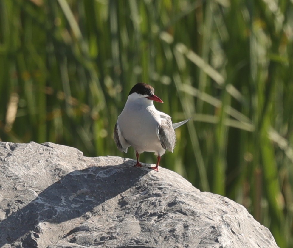 Arctic Tern - ML621680219