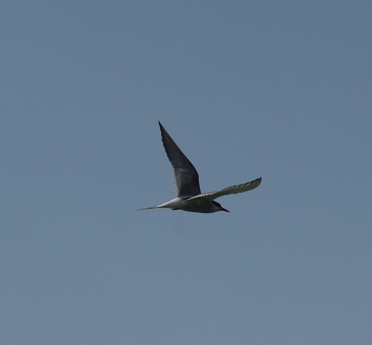 Arctic Tern - ML621680220