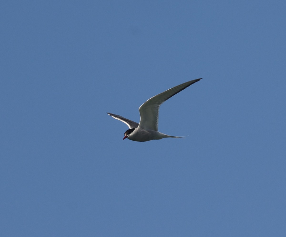 Arctic Tern - ML621680221