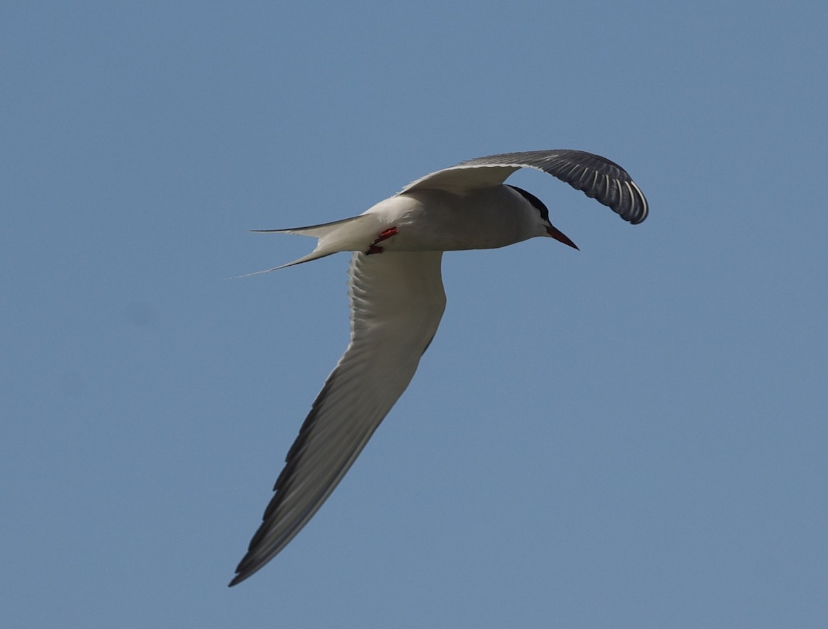 Arctic Tern - ML621680222