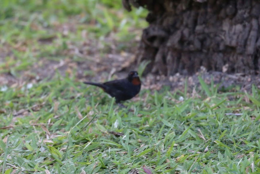 Lesser Antillean Bullfinch - Kevin Sarsfield