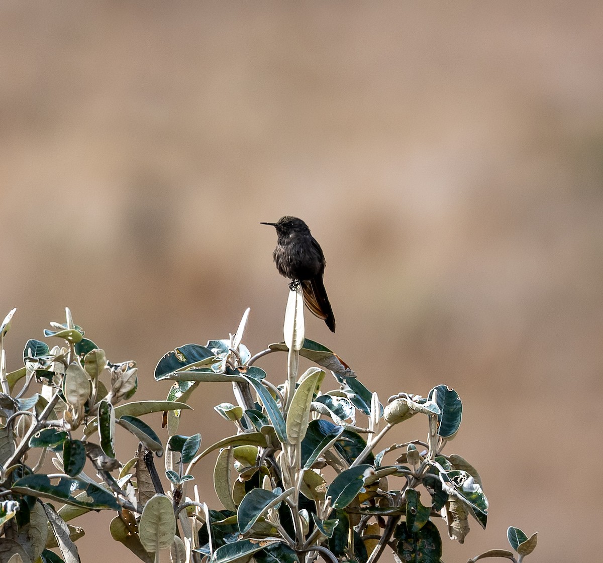 Blue-mantled Thornbill - Carlos Roberto Chavarria