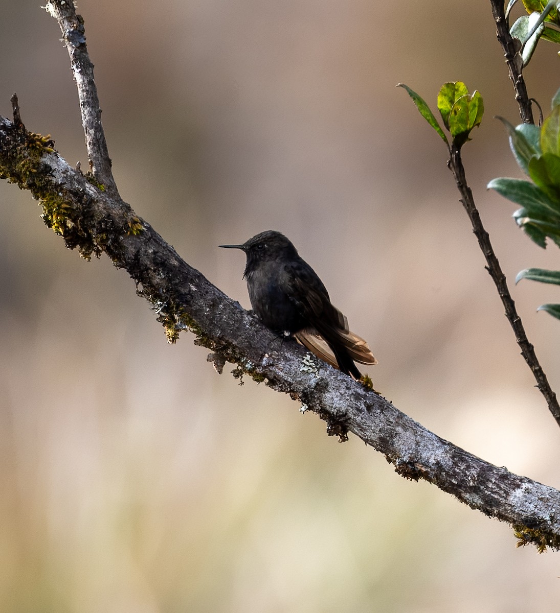 Blue-mantled Thornbill - Carlos Roberto Chavarria