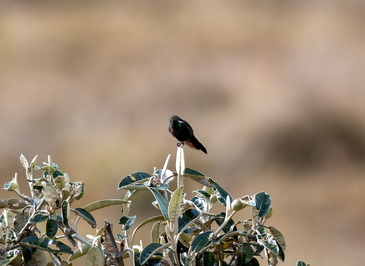 Blue-mantled Thornbill - ML621680426