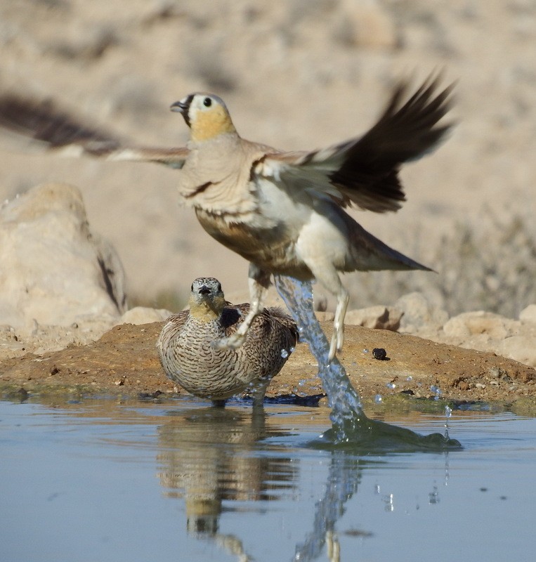 Crowned Sandgrouse - ML621680451