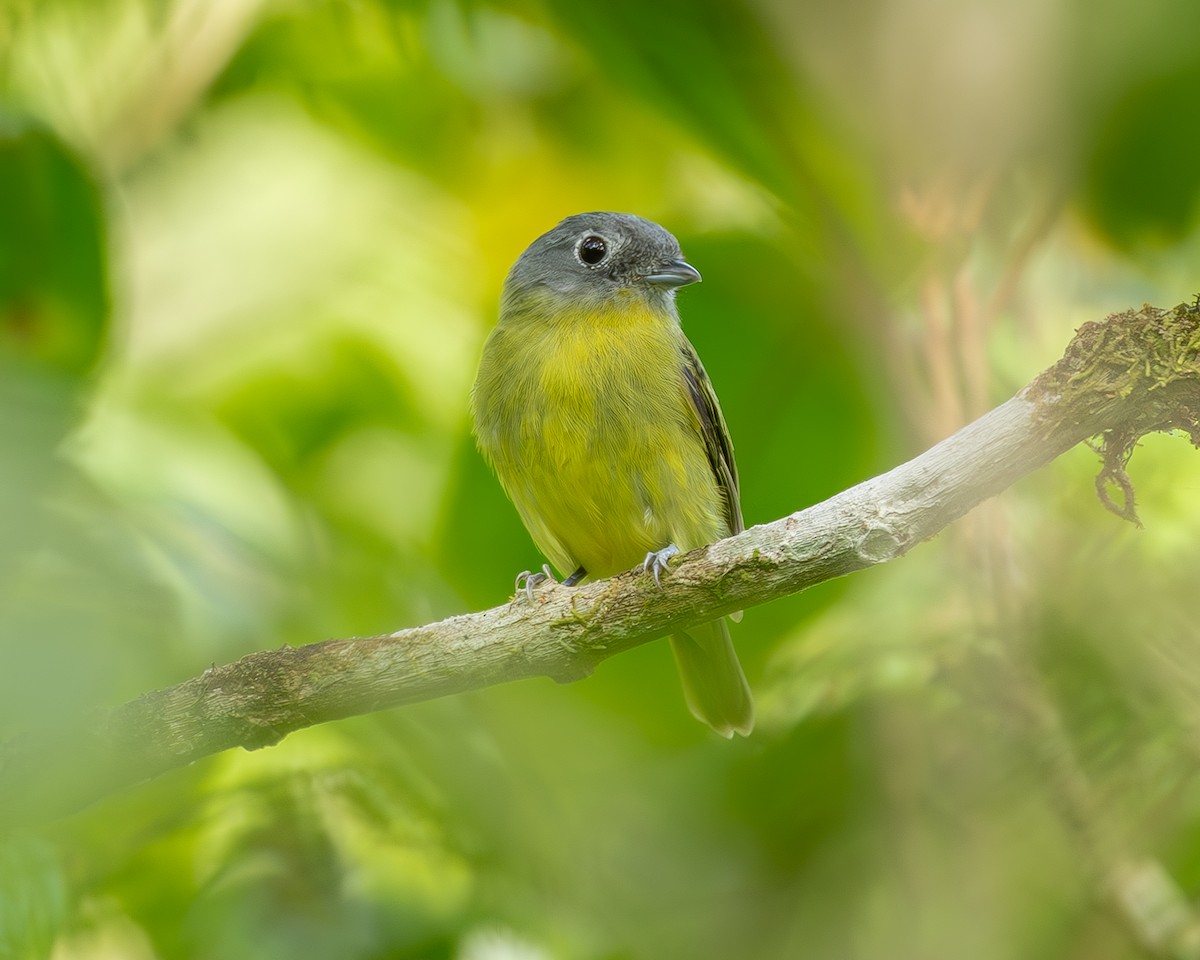 Gray-headed Piprites - Andrés Paniagua
