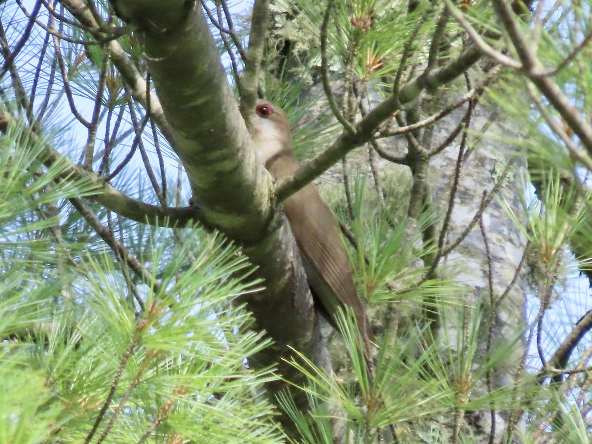 Black-billed Cuckoo - ML621680488