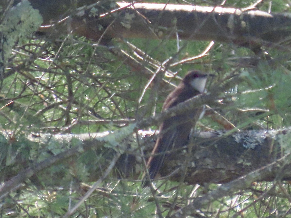 Black-billed Cuckoo - ML621680491