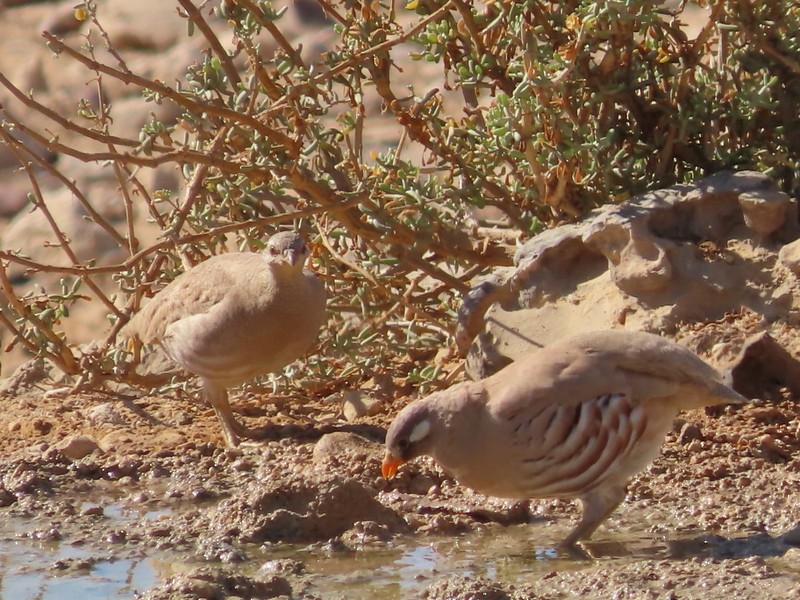 Sand Partridge - ML621680529