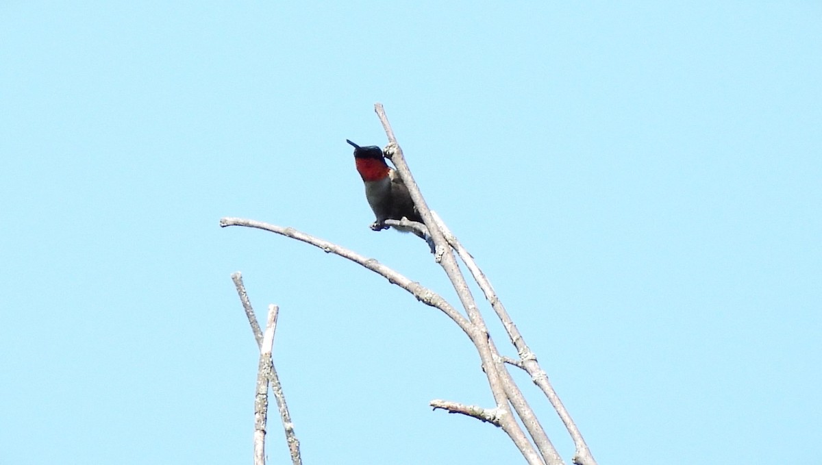 Ruby-throated Hummingbird - ML621680545