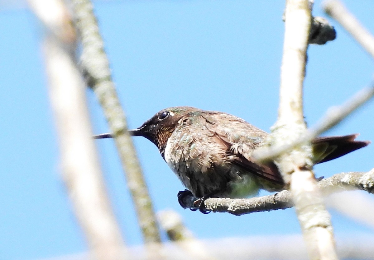 Ruby-throated Hummingbird - ML621680546