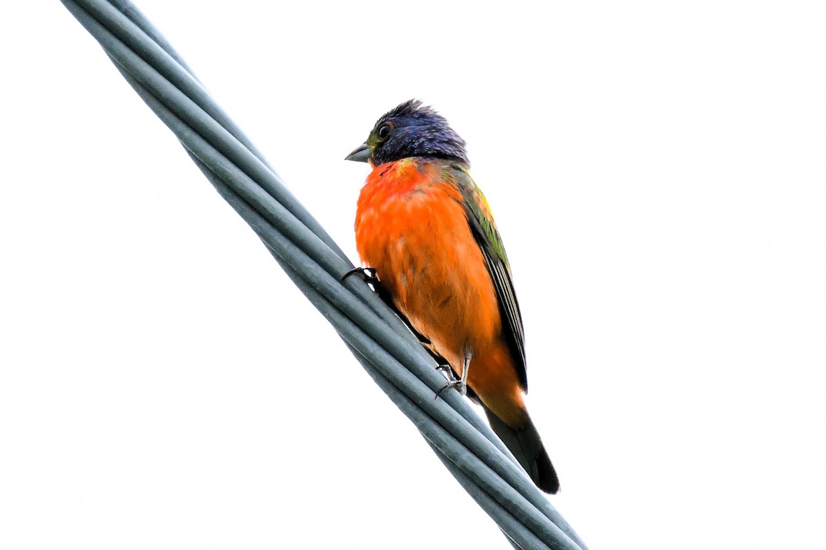 Painted Bunting - ML621680547