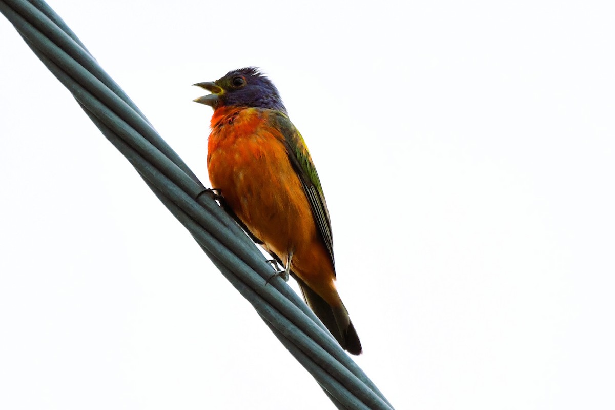 Painted Bunting - ML621680548