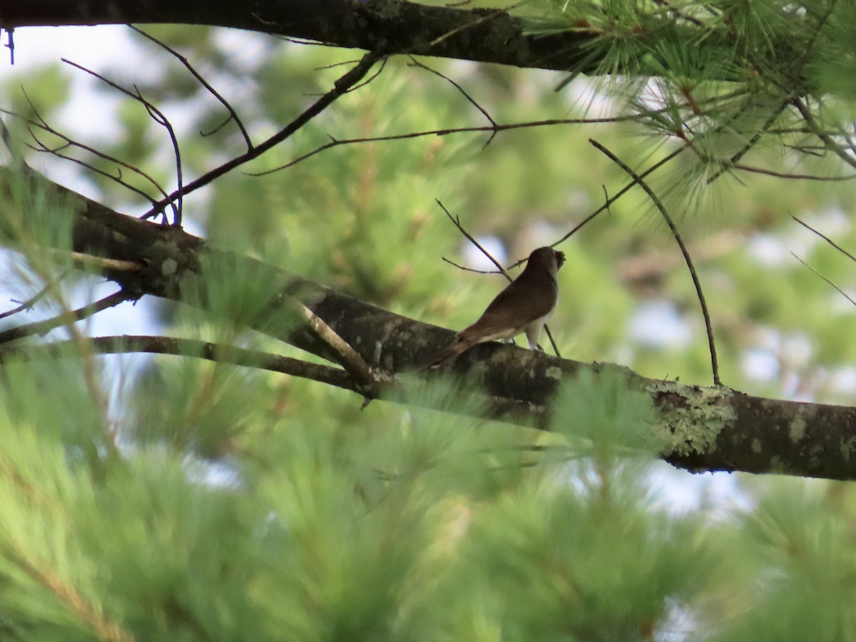 Black-billed Cuckoo - ML621680559