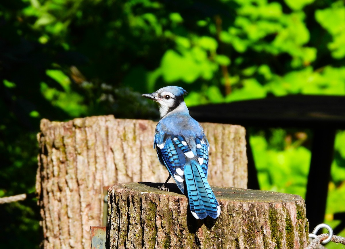 Blue Jay - ML621680574