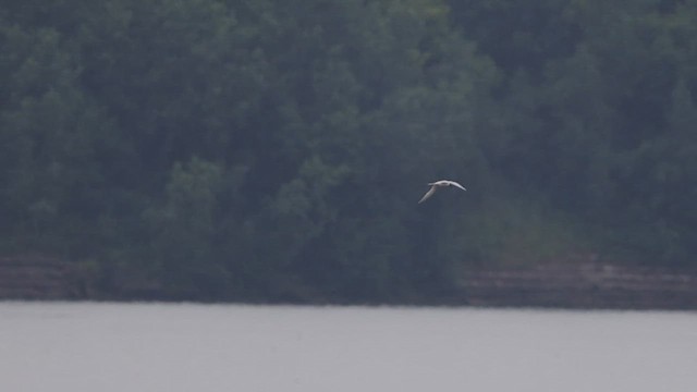 Roseate Tern - ML621680575