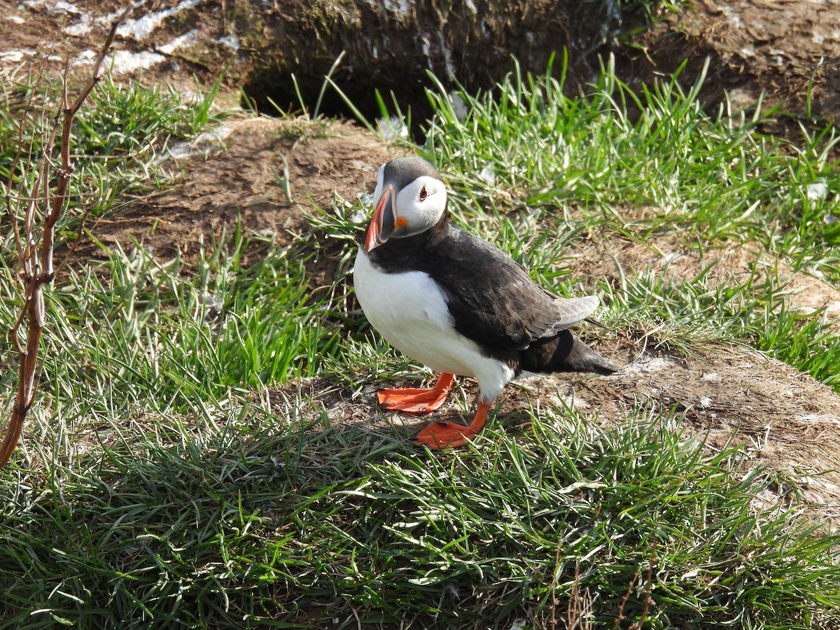 Atlantic Puffin - ML621680576