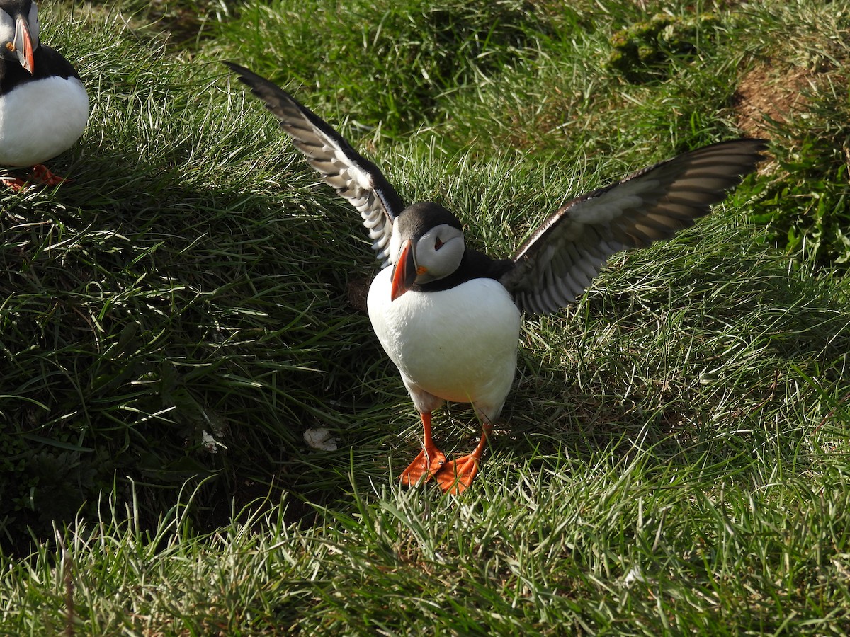 Atlantic Puffin - ML621680577