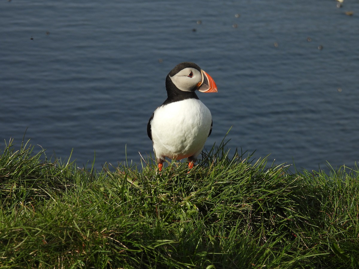 Atlantic Puffin - ML621680580