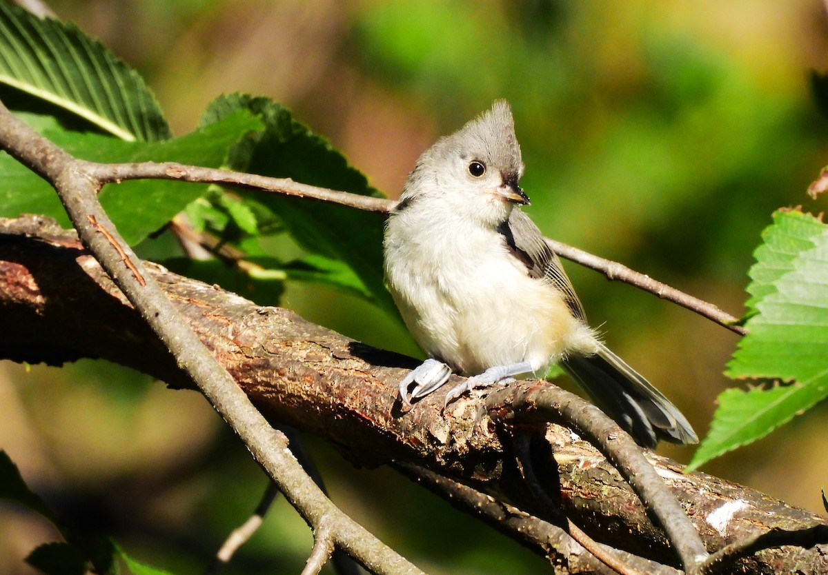 Tufted Titmouse - ML621680591