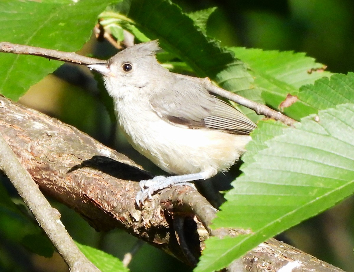 Tufted Titmouse - ML621680602