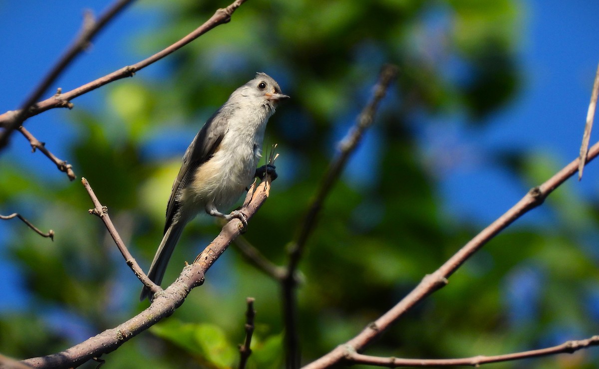 Tufted Titmouse - ML621680620