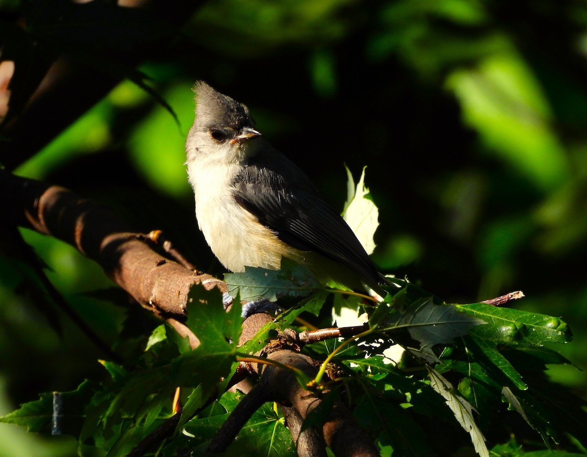 Tufted Titmouse - ML621680621