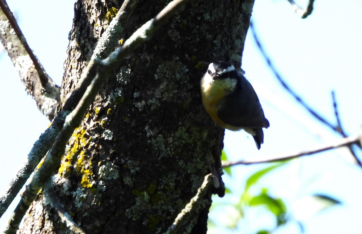 Red-breasted Nuthatch - ML621680630