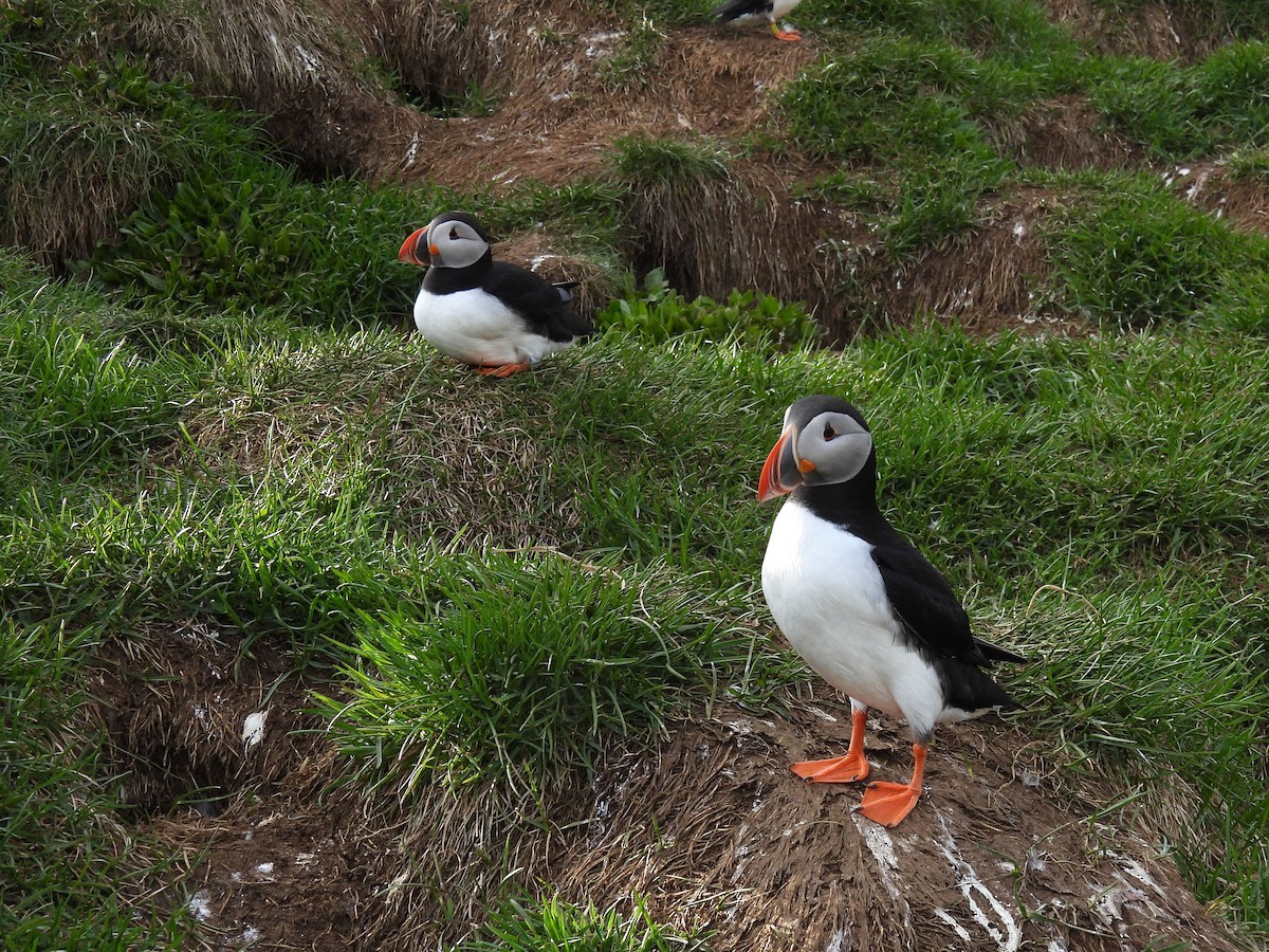 Atlantic Puffin - ML621680637