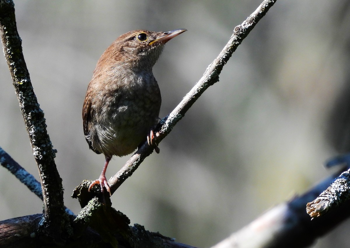 House Wren - ML621680638